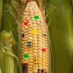 转基因玉米