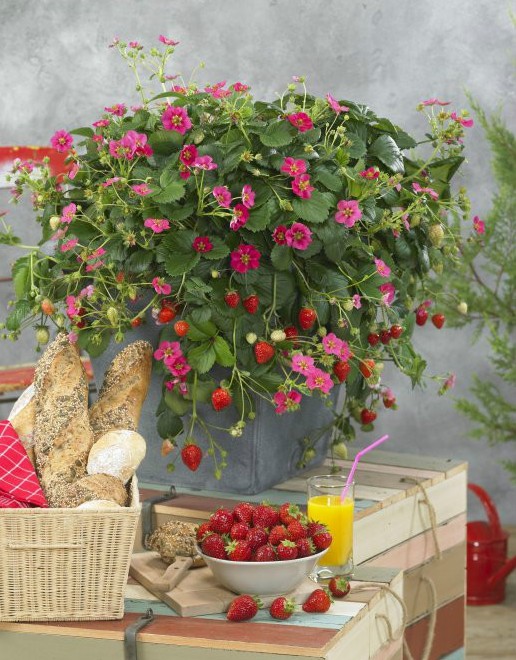 如何用种子种草莓