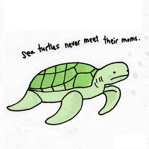 海龟总是找不到自己的妈妈。