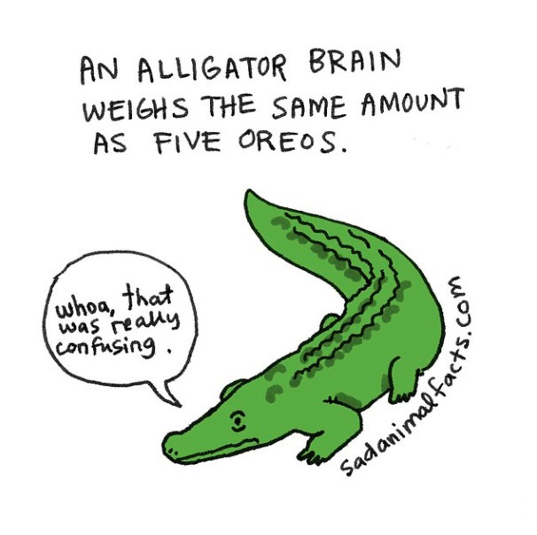 一只鳄鱼的大脑只有五片奥利奥的重量。 “哇，那真令我困惑……”