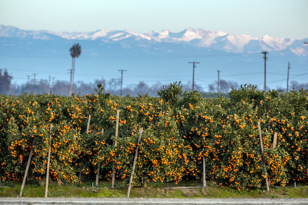从20世纪90年代末开始，加州橘子的种植规模已经扩大到原先的10倍，从5000公顷增长到了5万公顷。