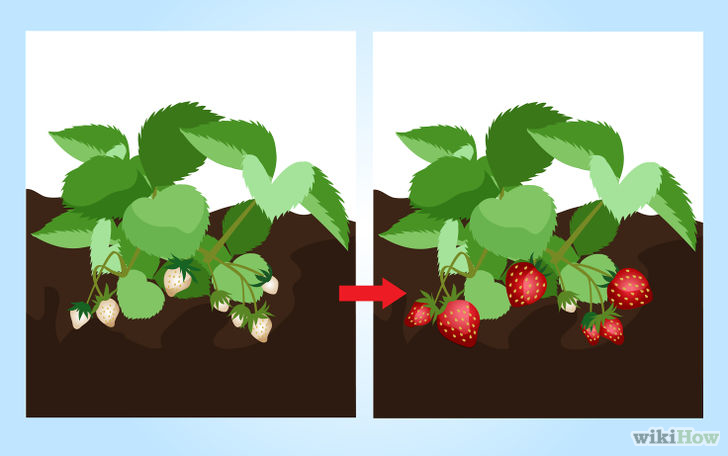 以Grow Strawberries Step 17为标题的图片