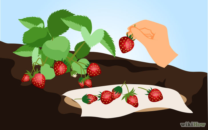 以Grow Strawberries Step 18为标题的图片