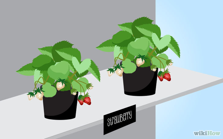 以Grow Strawberries Step 2为标题的图片