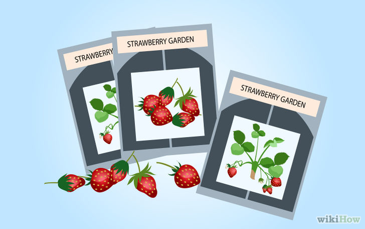 以Grow Strawberries Step 30为标题的图片