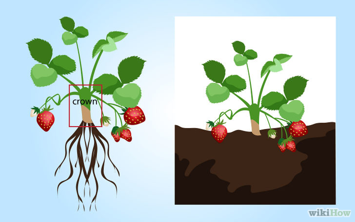 以Grow Strawberries Step 5为标题的图片