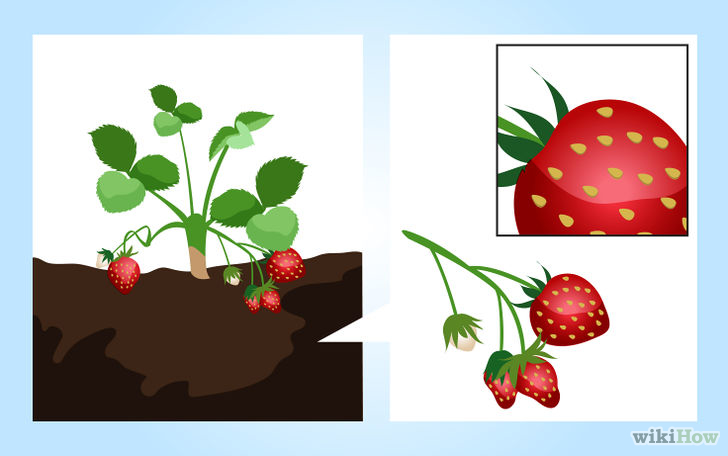 以Grow Strawberries Step 6为标题的图片