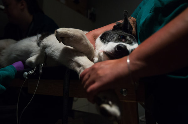 一只名叫“淘气鬼”的狗正在接受超声心动图检查，看它是否适合参与雷帕霉素临床试验。1500多名狗主人申请参与这项可能会对改善人类健康开辟新思路的试验。 