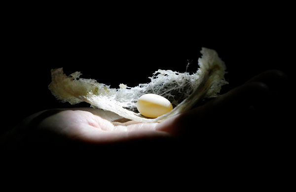 去年在马来西亚霹雳州金丝燕生态园，一名饲养员托着燕窝和鸟蛋。中国人认为食用燕窝有益健康，因此这种金丝燕用唾液做成的巢成了一道美味佳肴。 