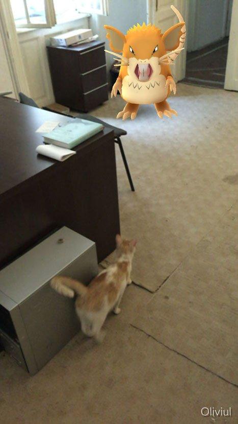 家里宠物居然能看得见Pokemon GO小精灵