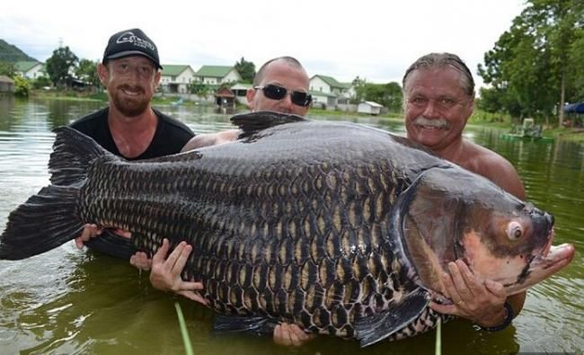 男子钓起200斤巨型鲤鱼 6人合力搬上车