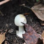 美国：加州发现世界上最致命蘑菇