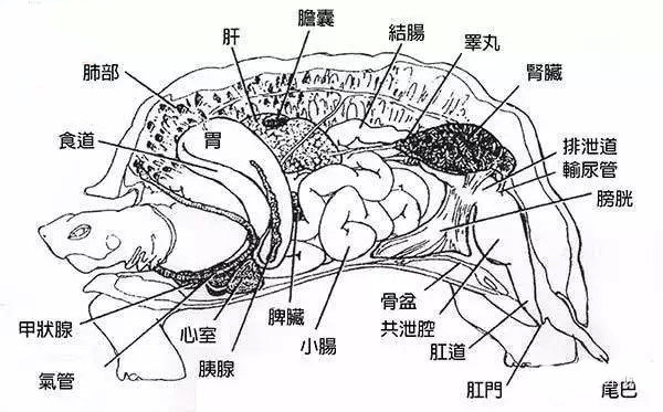 乌龟的身体结构。（新唐人）