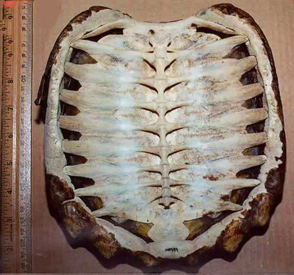 龟壳的内侧也就是乌龟的脊髓跟肋骨。（新唐人）