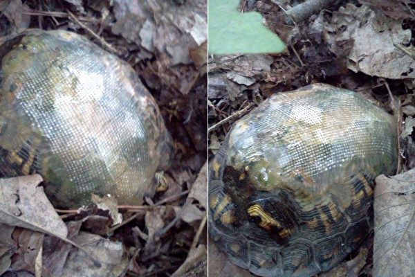 背着玻璃纤维龟壳，车祸受伤的乌龟，健康的活着。它的再次出现，带给兽医惊喜。（脸书图片／大纪元合成）