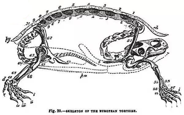 乌龟的脊椎骨有一部分是长在龟壳上的。（新唐人）