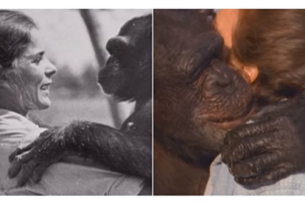 琳达和6只放归野外的黑猩猩相处4年，帮它们适应野外生活；图为18年后她回去探望在世的黑猩猩，Swing和她深情拥抱。