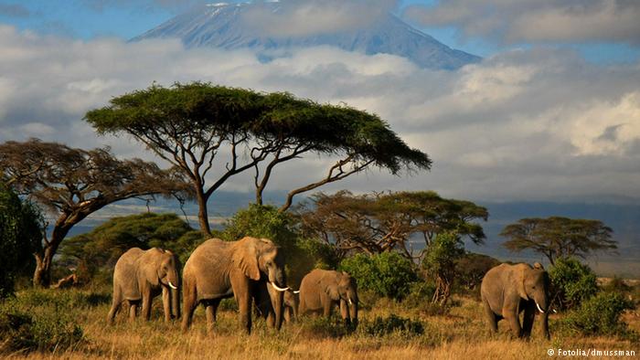 Elefant Elefanten Herde Elefantenherde Afrika Tansania