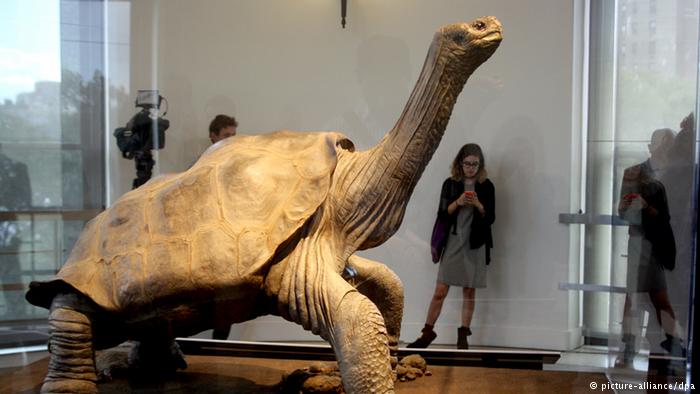 Lonesome George in New York