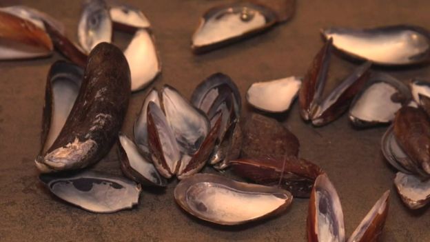 Mussel shells