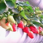 阳台族草莓种植的一点经验
