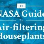 NASA建议不买空气净化器，这些吸霾植物也能还你一个大口呼吸的家