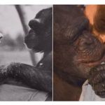 18年未见 两黑猩猩一眼认出救命恩人抱紧不放