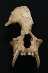 中国古墓中发现已绝种的全新属种长臂猿